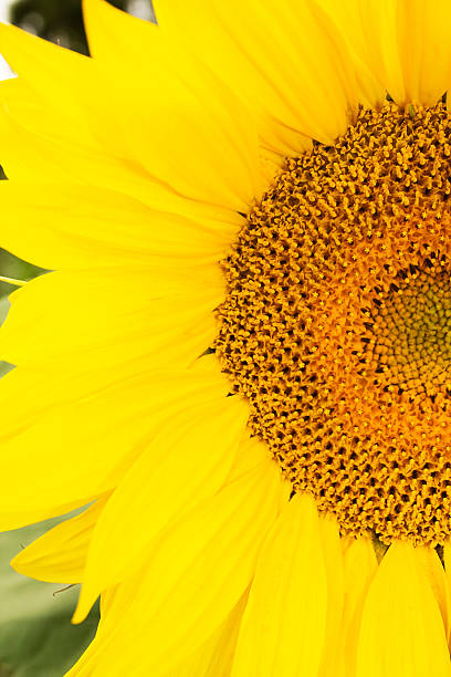 clouseup imagem de sunflovers stamens - fotografia de stock