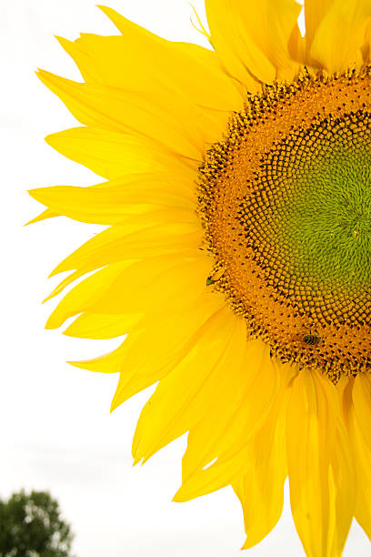 絶縁 clouseup sunflover の画像 ストックフォト