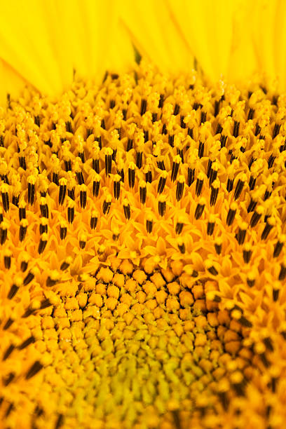 clouseup sunflovers stamens の画像 ストックフォト