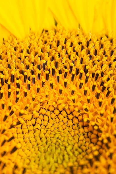 clouseup imagem de sunflovers stamens - foto de acervo