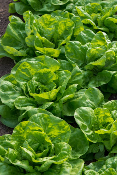 istock Fresh organic lettuce growing in a greenhouse - selective focus, vertical orientation 1189751435