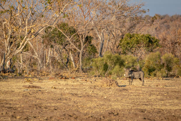 istock Big male Warthog standing in the grass. 1189752187