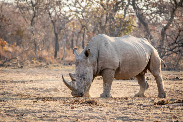 istock White rhino standing in the grass. 1189752246