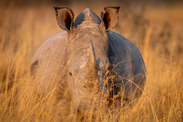 istock White rhino standing in the high grass. 1189752256