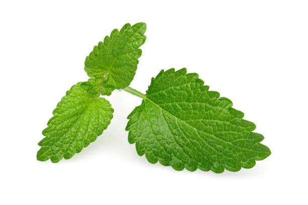 istock Fresh lemon balm leaves, melissa isolated 1189752833