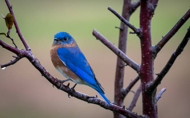 istock Male bluebird perched on tree branch in rain 1189755223