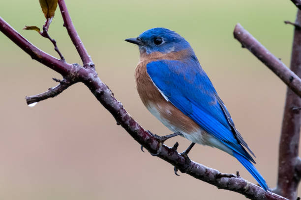 istock Male bluebird perched on tree branch in rain 1189755229