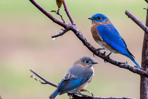 istock Pair of bluebirds perched on tree branch 1189755268