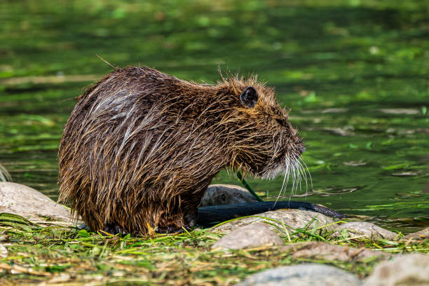 istock Coypu, Myocastor coypus, also known as river rat or nutria 1189755302