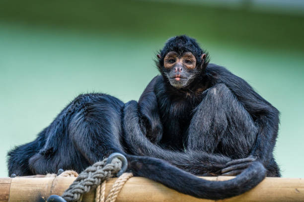 istock The black-headed spider monkey, Ateles fusciceps is a species of spider monkey 1189755333