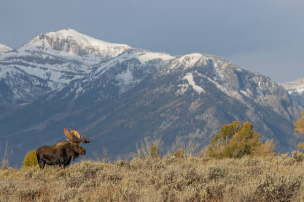 istock Bull Shiras Moose in Autumn 1189756633