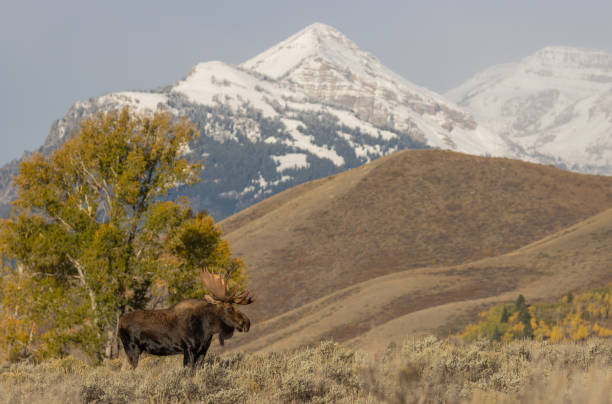 istock Bull Shiras Moose in Autumn 1189756644