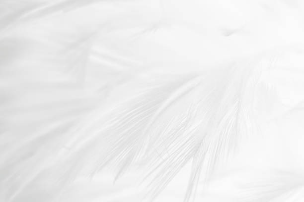 istock Beautiful white gray colors tone feather texture background 1189756662