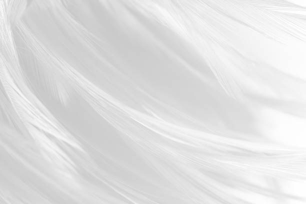 istock Beautiful white gray colors tone feather texture background 1189756664