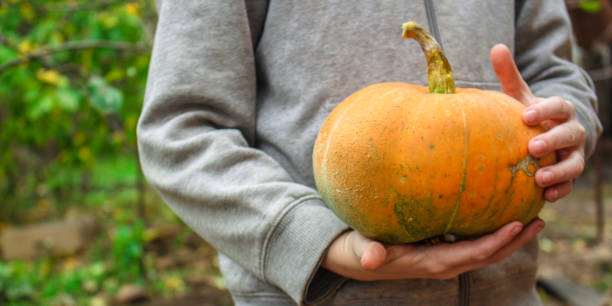 istock pumpkin (ripe orange fruit, harvest) concept. food background. copy space. Top view 1189756951