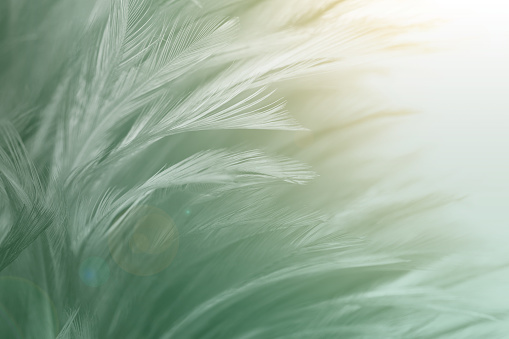 White and blue feather background.