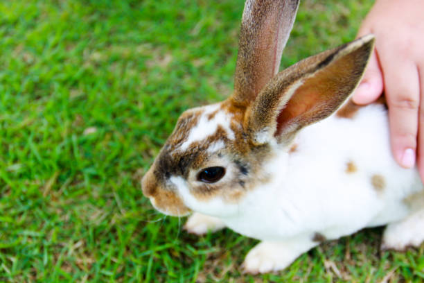 istock lovely rabbit in the farm 1189757705