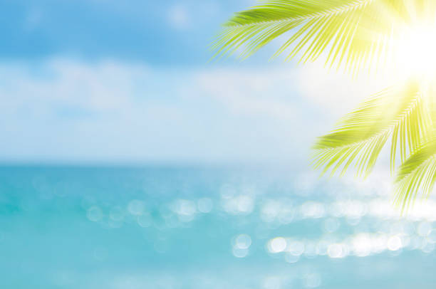 istock Blur beautiful nature green palm leaf on tropical beach with bokeh sun light wave abstract background. 1189757832