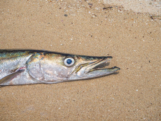 istock toothy barracuda fish lying on the beach 1189757878