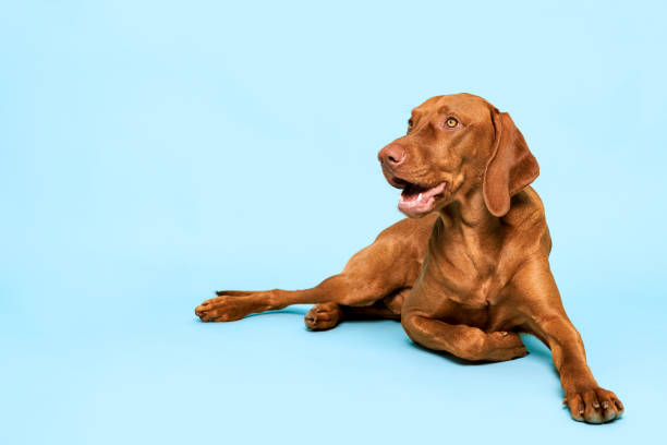 Cute hungarian vizsla dog studio portrait. Gorgeous dog lying down and looking up smiling over pastel blue background. Cute hungarian vizsla dog studio portrait. Gorgeous dog lying down and looking up smiling over pastel blue background. purebred dog photos stock pictures, royalty-free photos & images