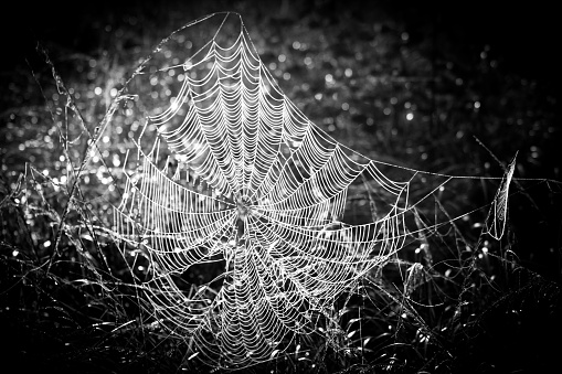 Spider web in black and white