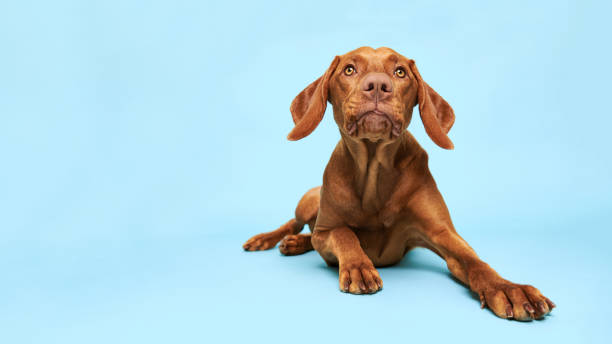 süße ungarische vizsla welpen studio porträt. lustiger hund liegt und schaut auf die kamera mit zunge, die über blauem hintergrund herausragt. - dog puppy lying down looking at camera stock-fotos und bilder