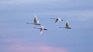 istock Slow motion shot of swans flying over blue sky background 1189760339