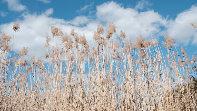 reeds blowing in the wind with blue sky and white clouds in the background