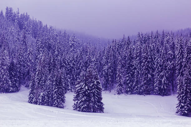 purple surreal fir trees covered with snow in the fog - fog tree purple winter imagens e fotografias de stock