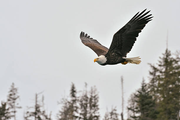 istock american bald eagle in flight against alaskan firs and clouds 118976247