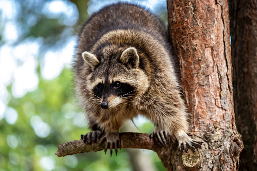 Full body of adult common raccoon on the tree branch. Photography of lively nature and wildlife.