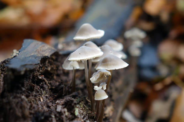 istock Mushrooms in the parks 1189762783