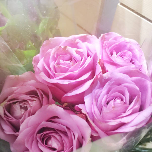 istock Pink roses in a plastic bouquet 1189762960