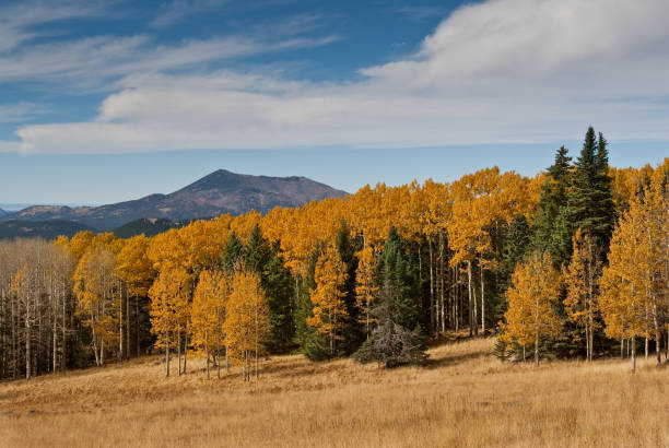 kuvapankkikuvat ja rojaltivapaat kuvat aiheesta syksyn värilliset haapat hart preerialla - coconino national forest