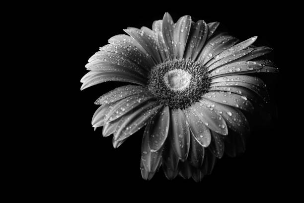 istock Gerbera flower isolated on black background in drops of water 1189765375