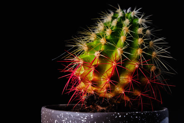 istock Cactus on a black background in drops of water 1189765388