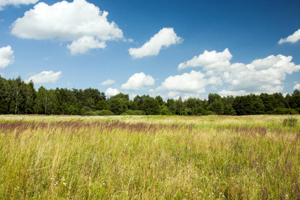 istock Wild meadow, forest and white clouds in the sky 1189765508