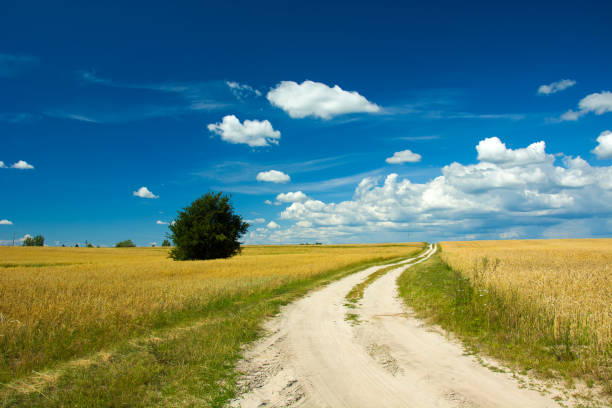 istock Dirt road through field, lonely tree, horizon and white clouds on blue sky 1189765521