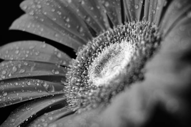 istock Gerbera flower isolated on black background in drops of water 1189766056