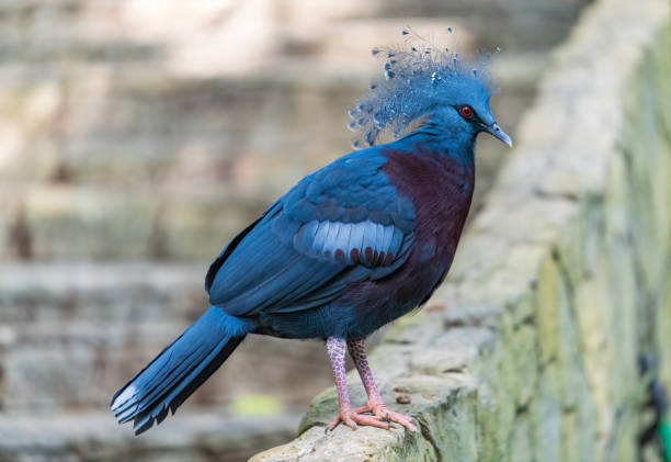 Victoria crowned pigeon perching on a wall looking into a distance