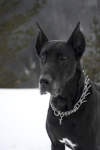 Great black Dane wearing chain collar on snow in nature.