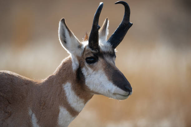 On the plains in northern Colorado in Weld County a herd of wild pronghorn run with ease on the prairie of the Pawnee National Grasslands.