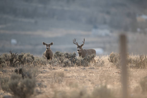 istock Mule Deer in Montana During the Rut 1189768416