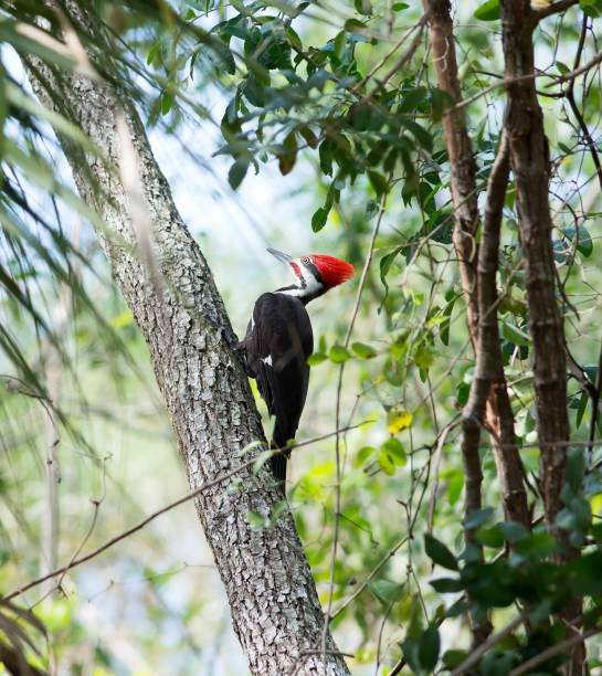 istock Pileated Woodpecker 1189769020