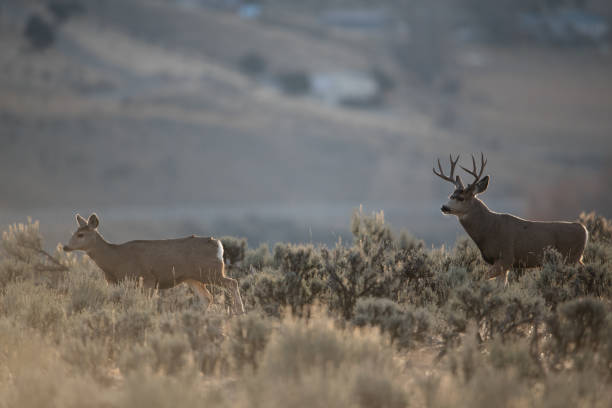 istock Mule Deer in Montana During the Rut 1189769092