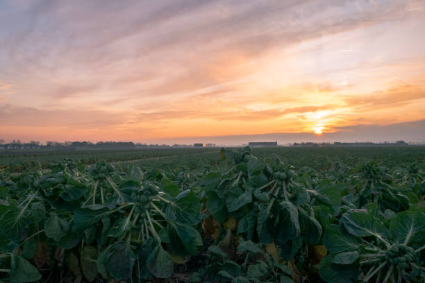 istock Field of Brussels Sprouts is ready to be harvested 1189769311