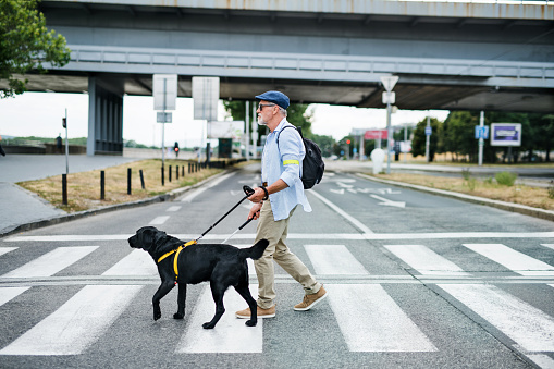 Senior blind man with guide dog walking outdoors in city, crossing the street.