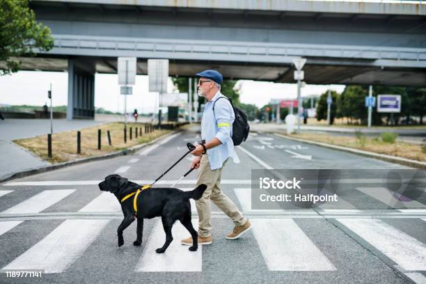 Senior Blind Man With Guide Dog Walking Outdoors In City Crossing The Street Stock Photo - Download Image Now