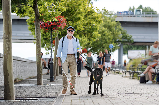 Senior blind man with guide dog walking outdoors in city.