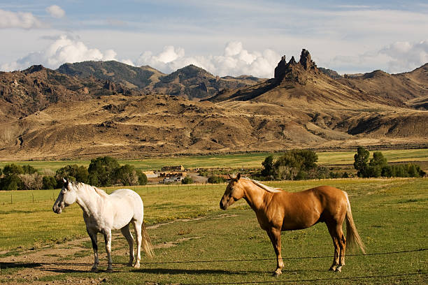 istock Horse farm with mountain landscape 118977130